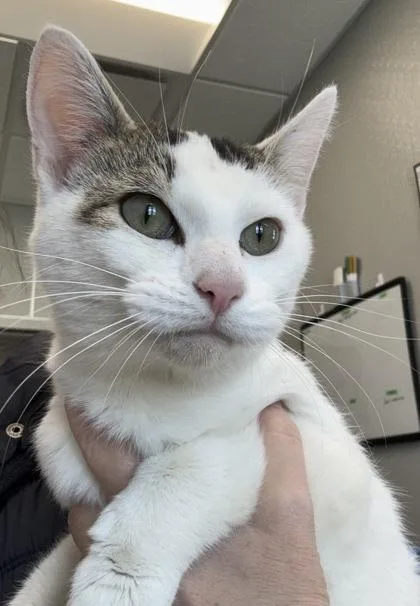 An adult medium-sized female Domestic Short Hair cat named Anastasia for adoption in Lafayette, IN
