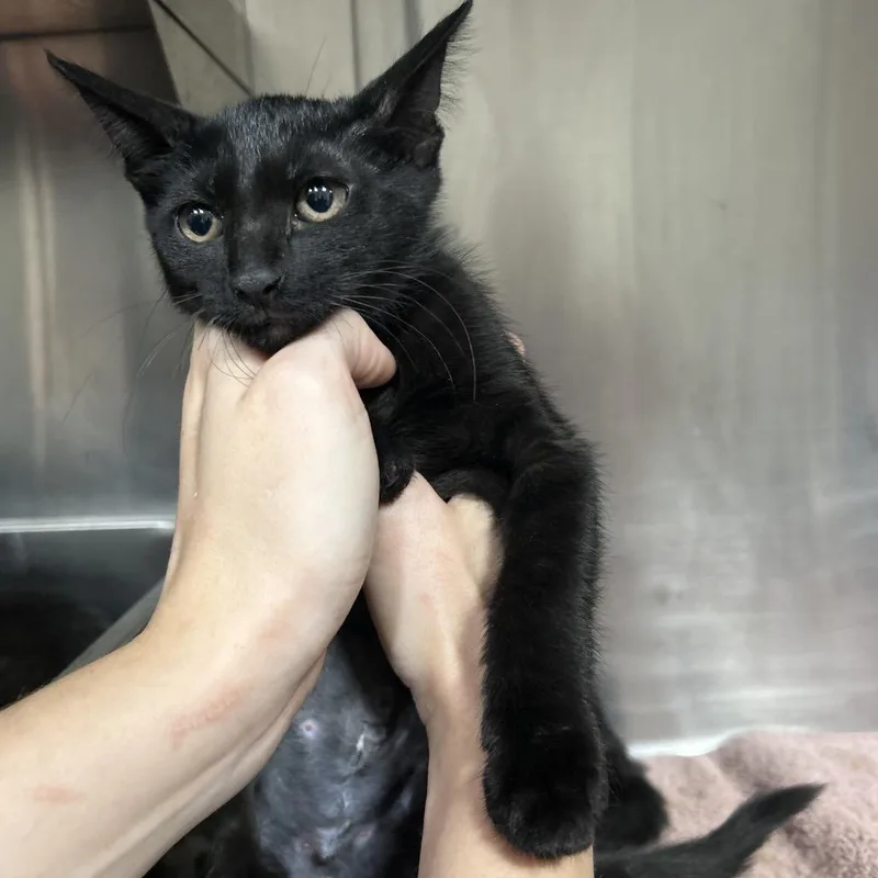 A baby small-sized male Black Domestic Short Hair cat named Cadence for adoption in Pensacola, FL