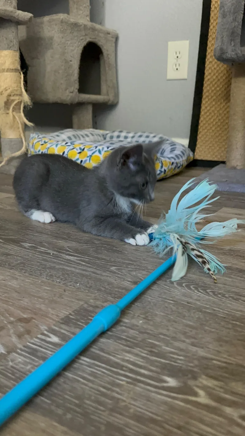 A baby small-sized male Domestic Short Hair cat named Zane for adoption in Dixon, CA