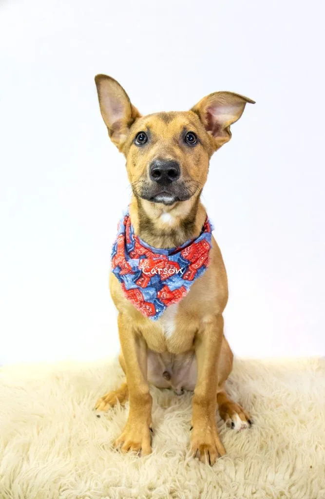 A baby medium-sized male Mixed Breed dog named Carson for adoption in Hot Springs Village, AR