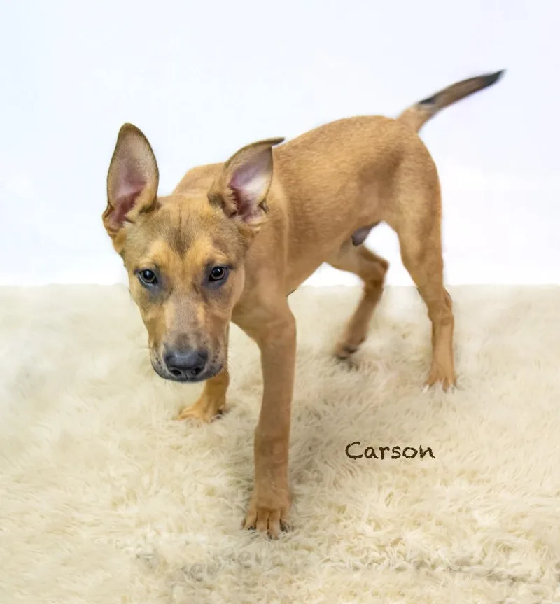 Carson thumbnail 3