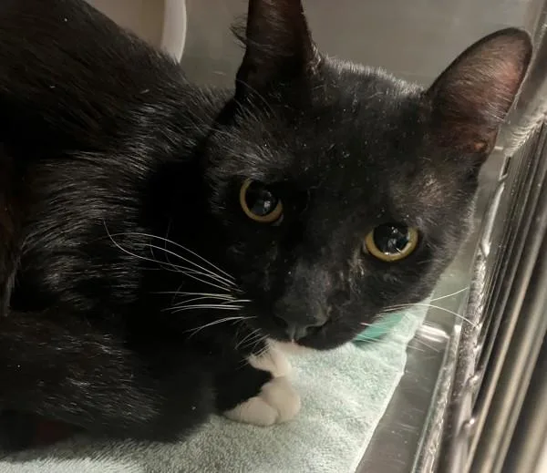 An adult medium-sized male Domestic Short Hair cat named Boots And Crocs for adoption in Staten Island, NY