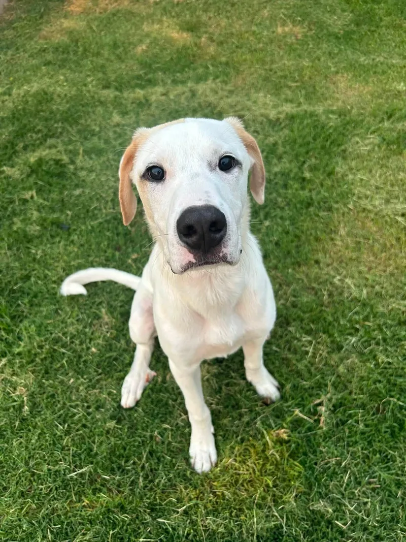 A young large-sized female White / Cream Great Pyrenees dog named Koda for adoption in Chickasha, OK