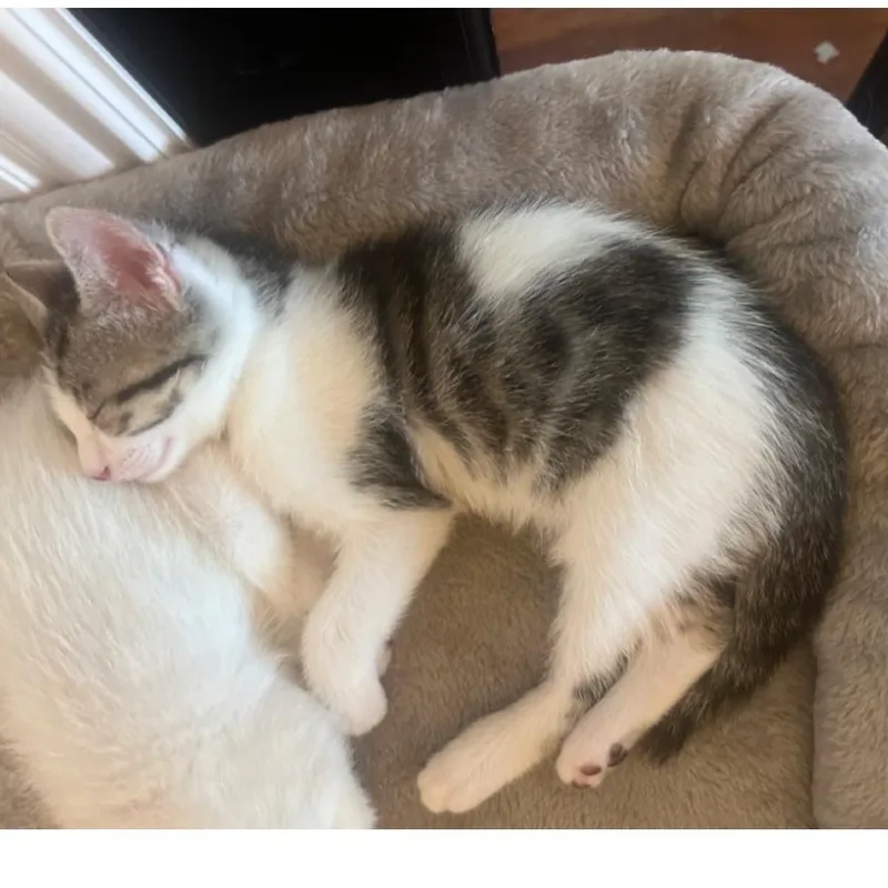 A baby medium-sized male Domestic Short Hair cat named Bud for adoption in Austin, TX