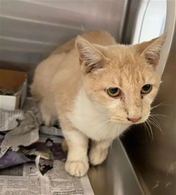A young small-sized female Domestic Short Hair cat named Sunny for adoption in Dallas, TX