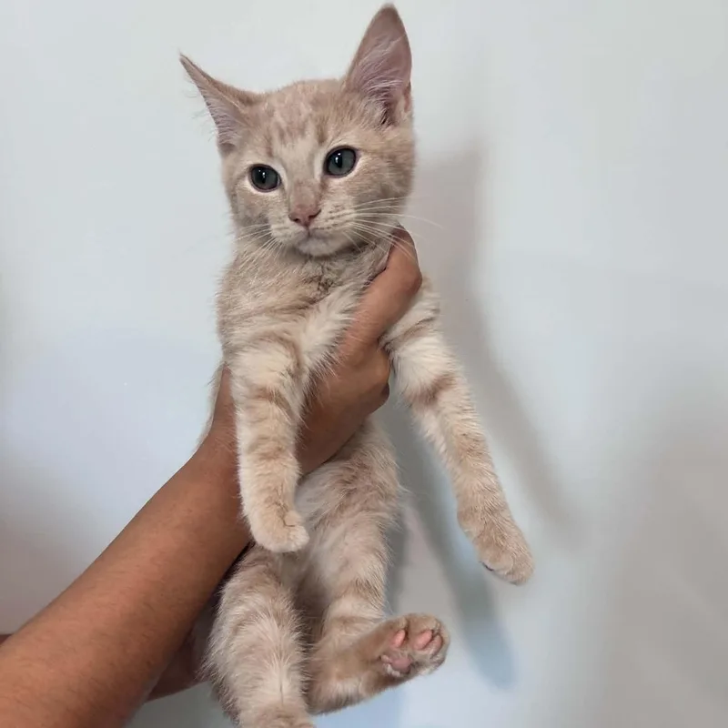 A baby small-sized male American Shorthair cat named Dallas for adoption in Danbury, CT