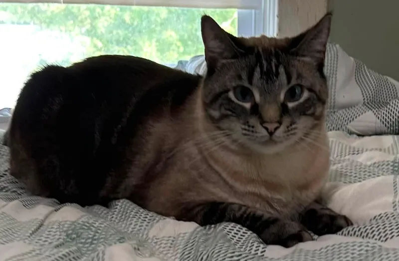 A young medium-sized male Siamese cat named Toby and Momma for adoption in Rogersville, TN