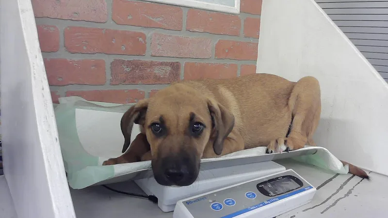 A baby small-sized male German Shepherd Dog dog named Greg for adoption in Houston, TX