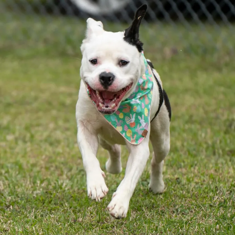 Johnny Guitar thumbnail 2