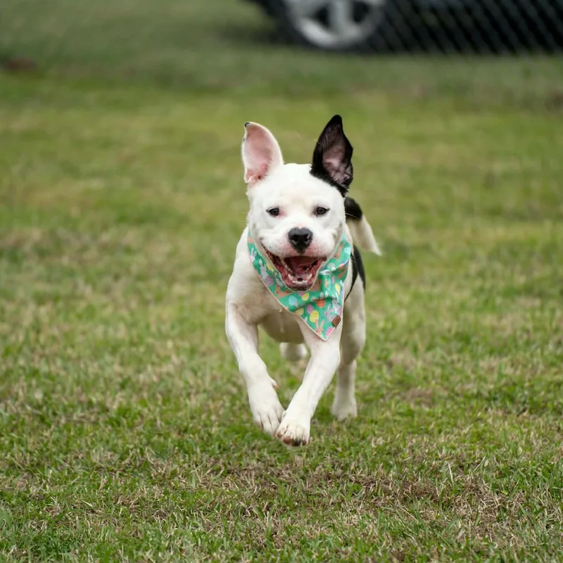 Johnny Guitar thumbnail 3