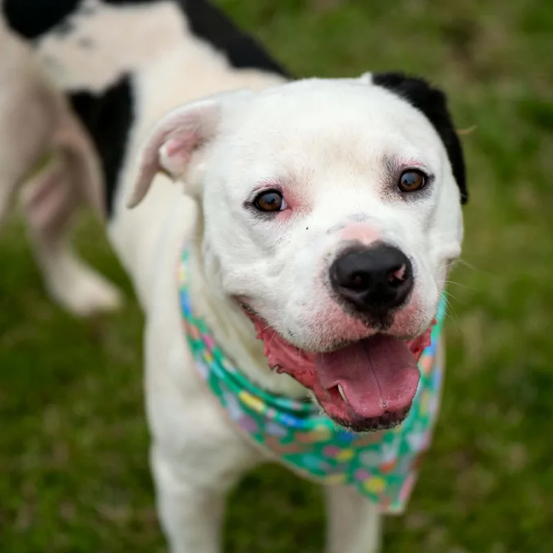 Johnny Guitar thumbnail 4