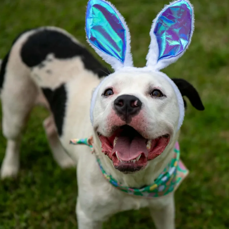 Johnny Guitar thumbnail 5