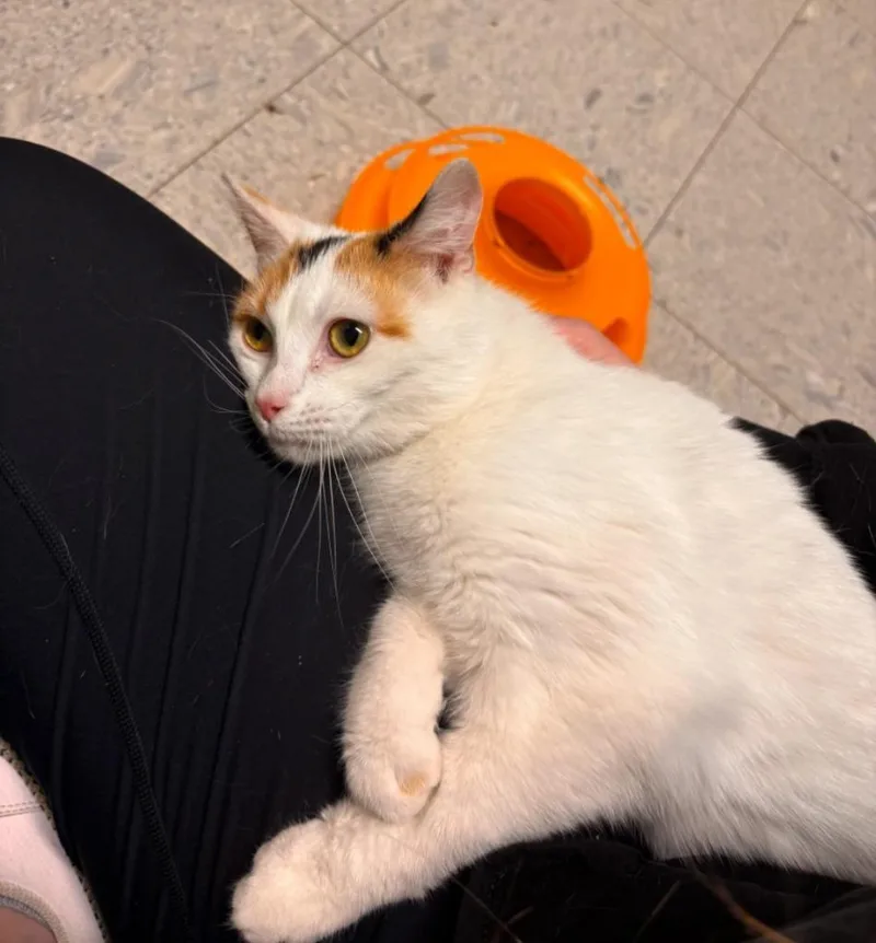 A young medium-sized female Domestic Short Hair cat named Hera for adoption in Sandusky, OH