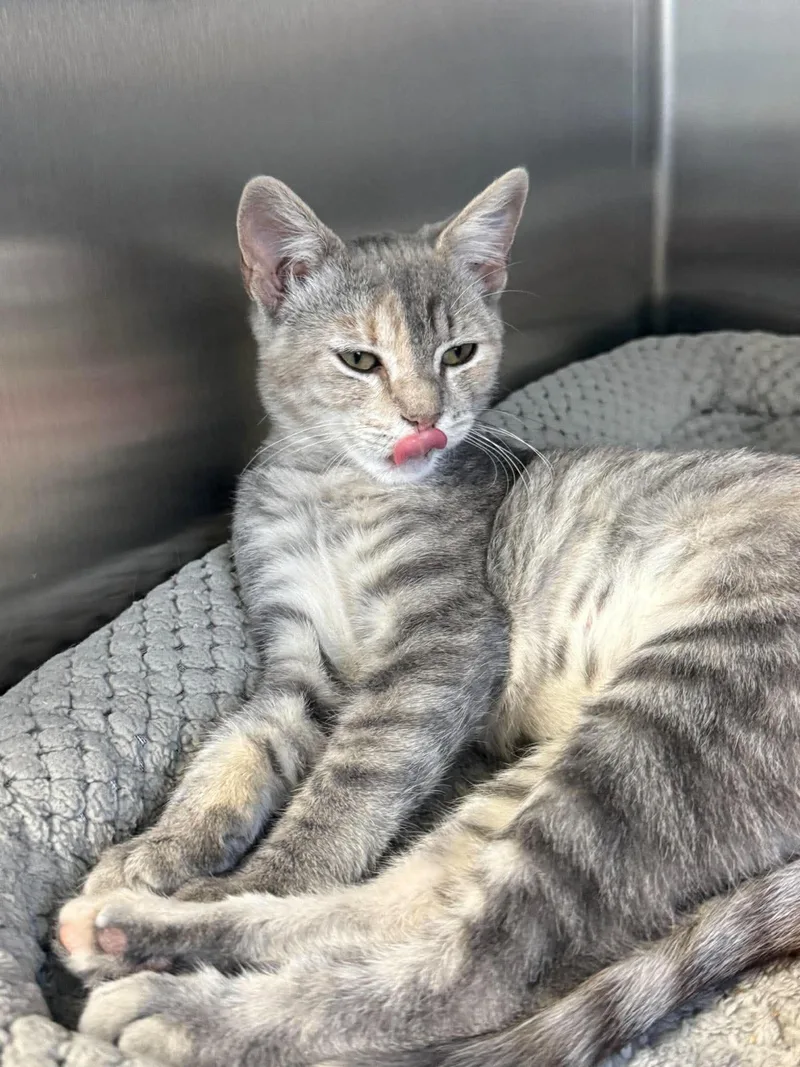 An adult small-sized female Domestic Short Hair cat named Venetian for adoption in Othello, WA