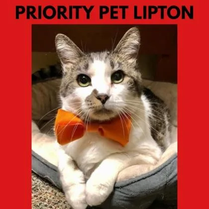 Lipton  `a Priority
