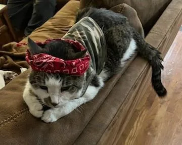 Lipton  `a Priority thumbnail 2