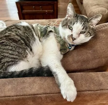 Lipton  `a Priority thumbnail 3