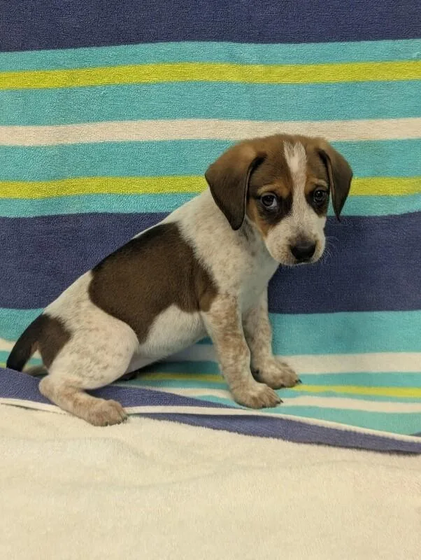 A baby small-sized female White / Cream Beagle dog named Sabrina for adoption in Aiken, SC
