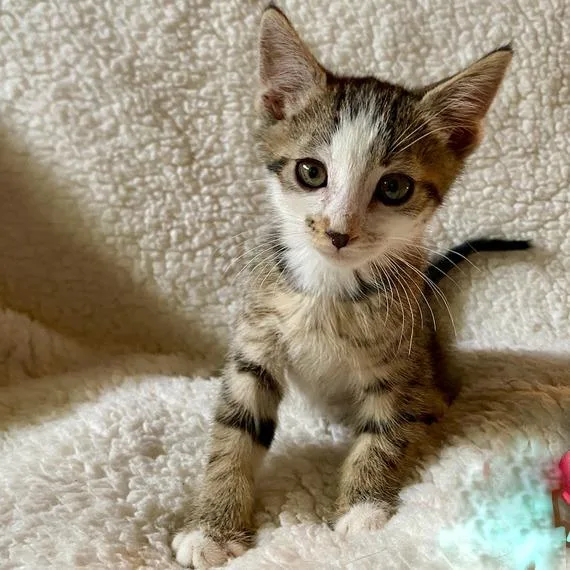 A baby small-sized male Brown / Chocolate Domestic Short Hair cat named Maui for adoption in Prescott, AZ
