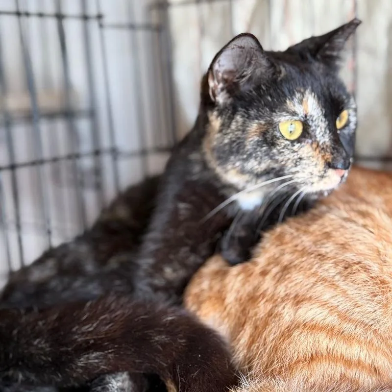 A young medium-sized female Tortoiseshell Domestic Short Hair cat named Sammie for adoption in Boston, MA