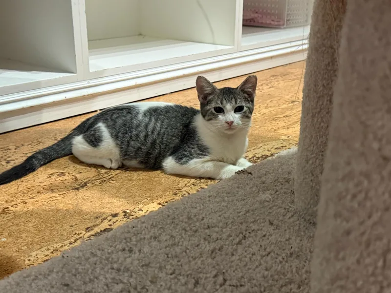A baby small-sized female Calico Domestic Short Hair cat named Lilly & Rose BONDED for adoption in Boca Raton, FL