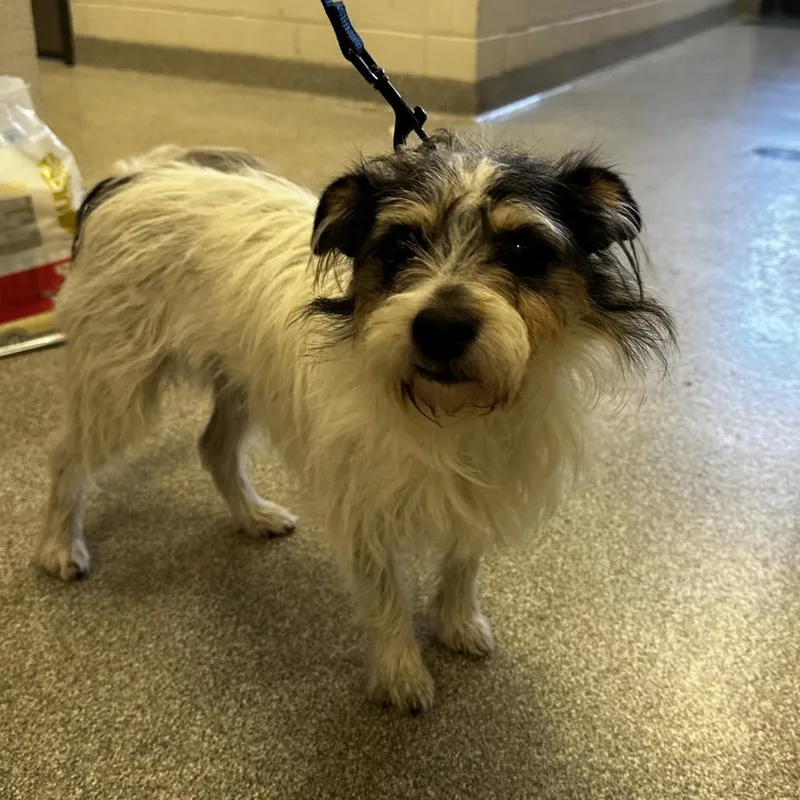 An adult small-sized female White / Cream Mixed Breed dog named Phina for adoption in Hinsdale, IL