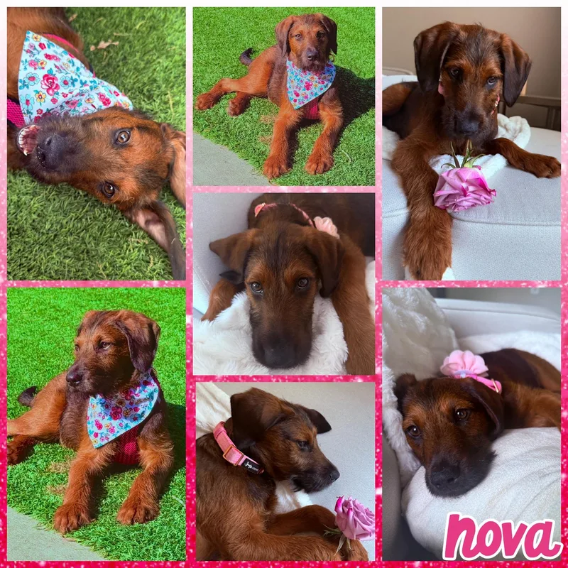 A baby large-sized female Red / Chestnut / Orange Labrador Retriever dog named Nova for adoption in Blacksburg, SC