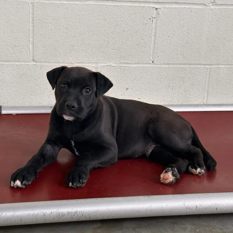 A young medium-sized male Black Mixed Breed dog named Dublin for adoption in LOXAHATCHEE, FL