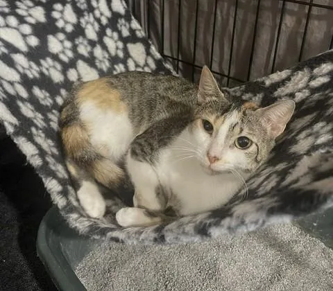 Annabella