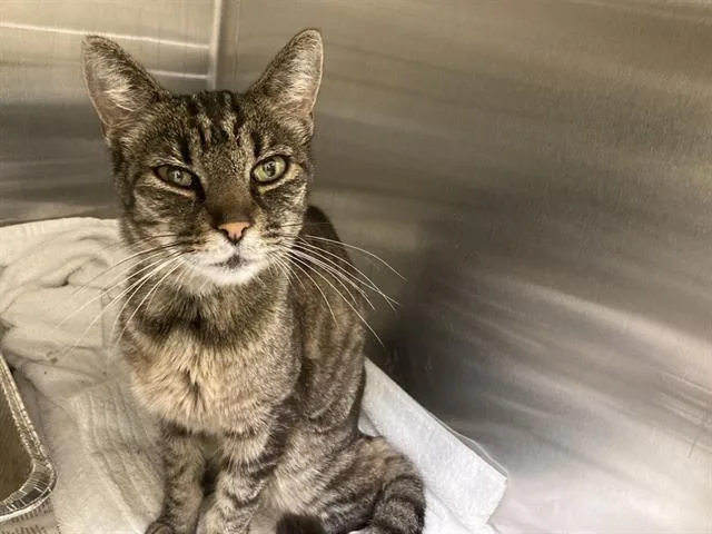 An adult large-sized female Domestic Short Hair cat named Amanda for adoption in Tustin, CA