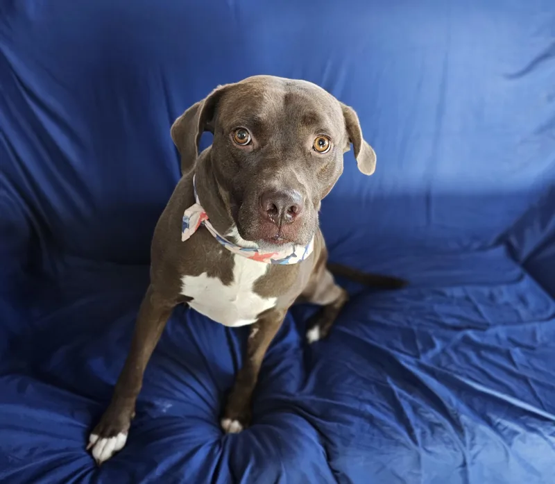 An adult large-sized female Chocolate Labrador Retriever dog named Verona for adoption in Chesapeake Beach, MD