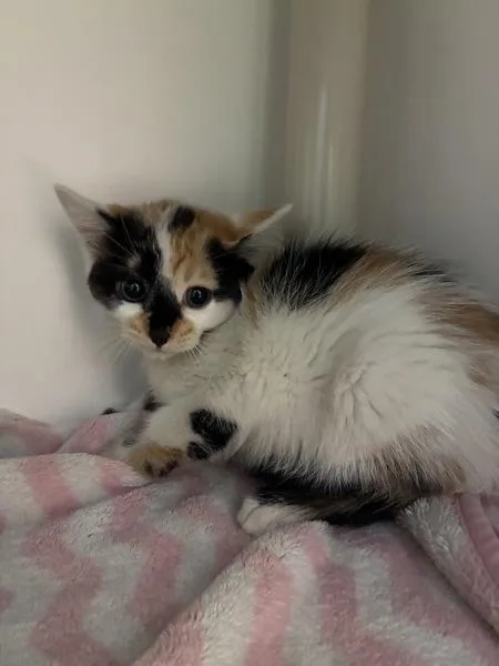 A baby small-sized female Domestic Short Hair cat named Pixel for adoption in Salt Lake City, UT