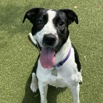 An adult medium-sized female Mixed Breed dog named Nancey for adoption in New Bedford, MA
