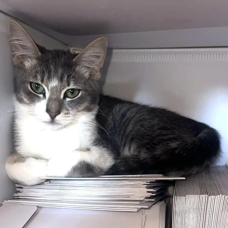 A baby small-sized female White Domestic Short Hair cat named Mackerel Aka Celeste for adoption in San Diego, CA