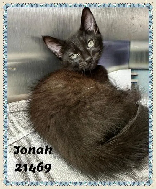 A baby medium-sized male Black Domestic Short Hair cat named Jonah for adoption in Marietta, GA