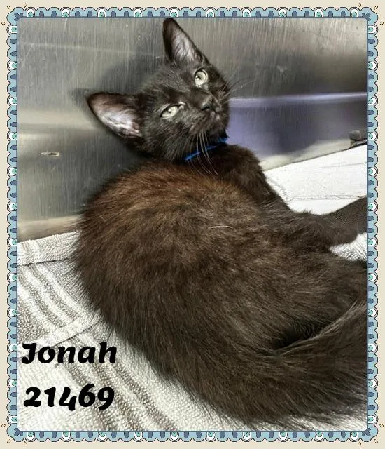 Jonah thumbnail 2