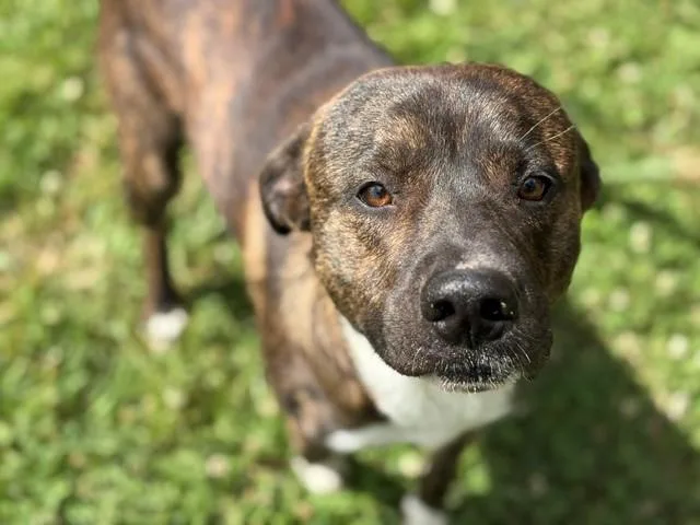 A young medium-sized male Pit Bull Terrier dog named Frankie for adoption in Tulsa, OK