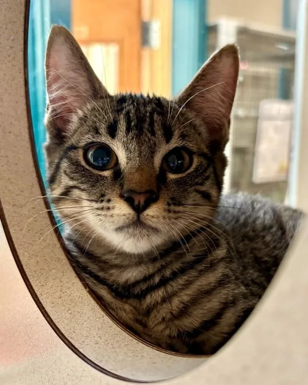 A baby small-sized female Domestic Short Hair cat named Pollyanna for adoption in Novato, CA