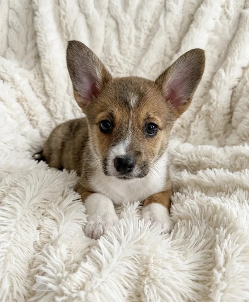 Raspberry thumbnail 2