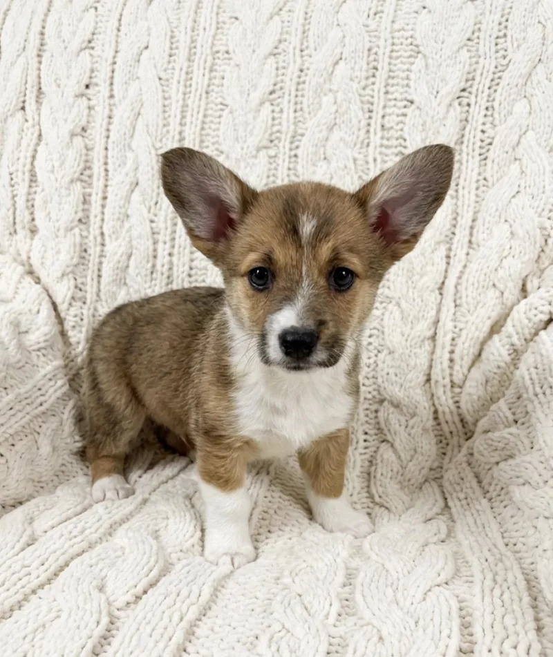 Raspberry thumbnail 3