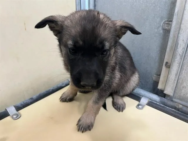 A baby small-sized female German Shepherd Dog dog named A for adoption in Lancaster, CA