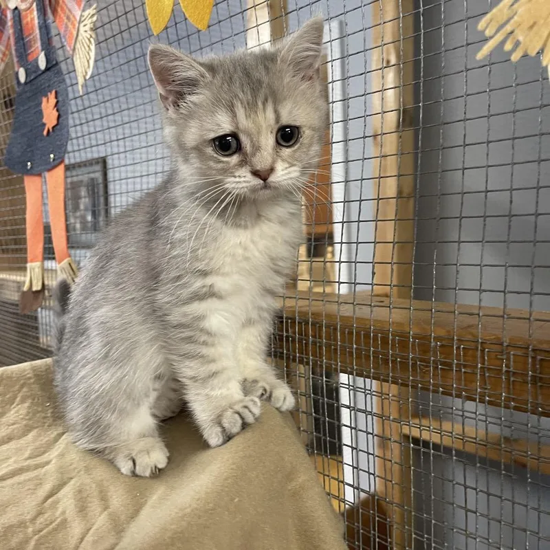 A baby small-sized female Persian cat named Sky for adoption in Wappingers Falls, NY