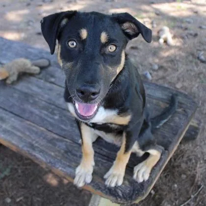 A young medium-sized female Black Shepherd dog named Gretchen for adoption in Birmingham, AL