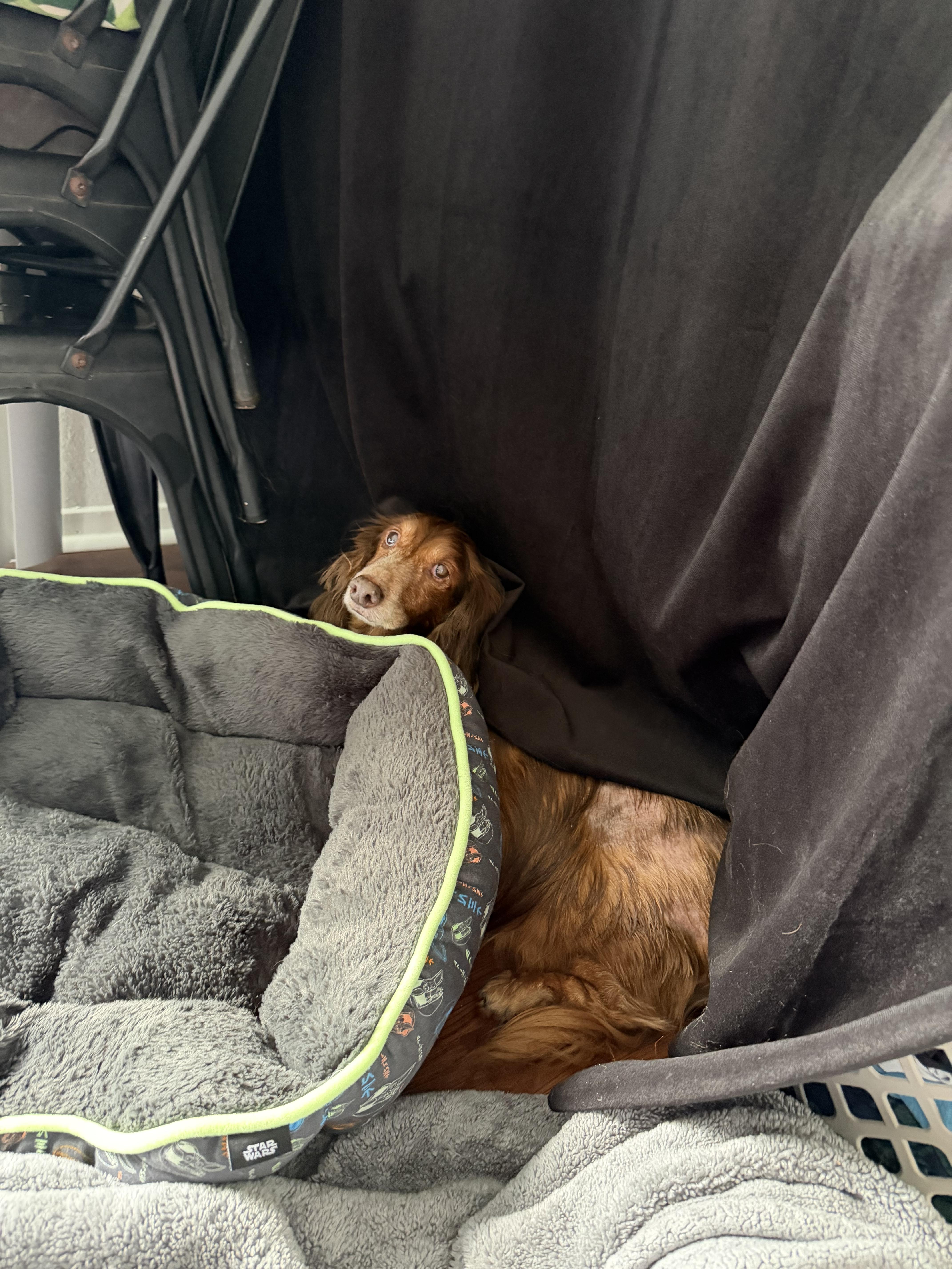 A senior small-sized male Dachshund dog named Switch for adoption in Baton Rouge, LA