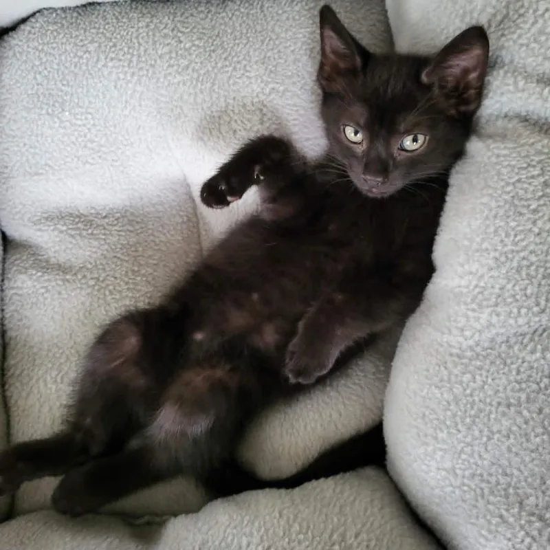 A baby small-sized female Black Domestic Short Hair cat named Rosie for adoption in Abingdon, MD