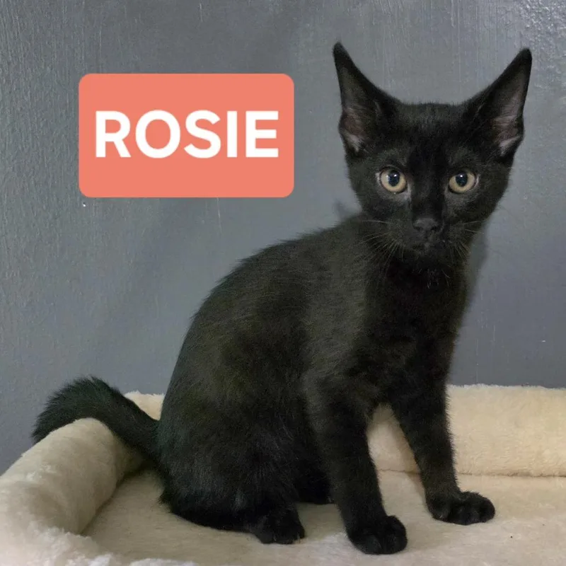 Rosie thumbnail 3