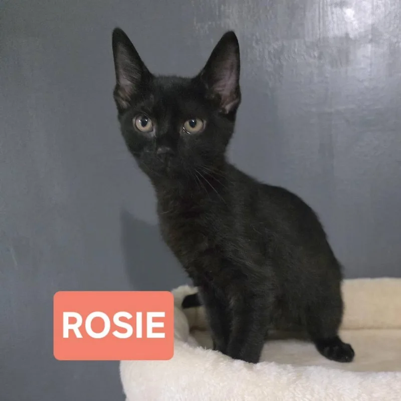 Rosie thumbnail 5