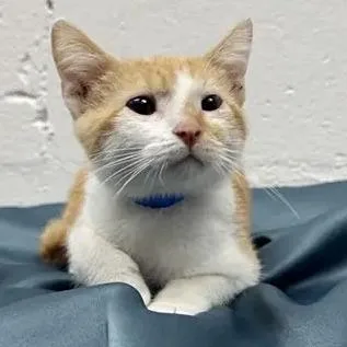 A baby small-sized male Orange / Red Domestic Short Hair cat named Buck for adoption in Saint Louis, MO