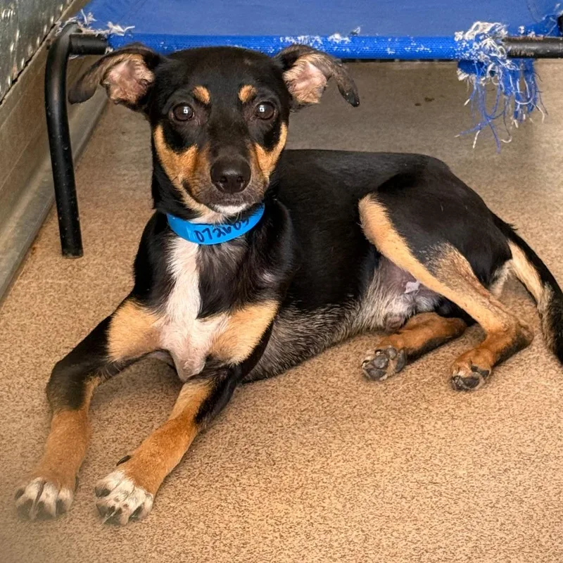 An adult small-sized male Black Chihuahua dog named Bert for adoption in Ardmore, OK
