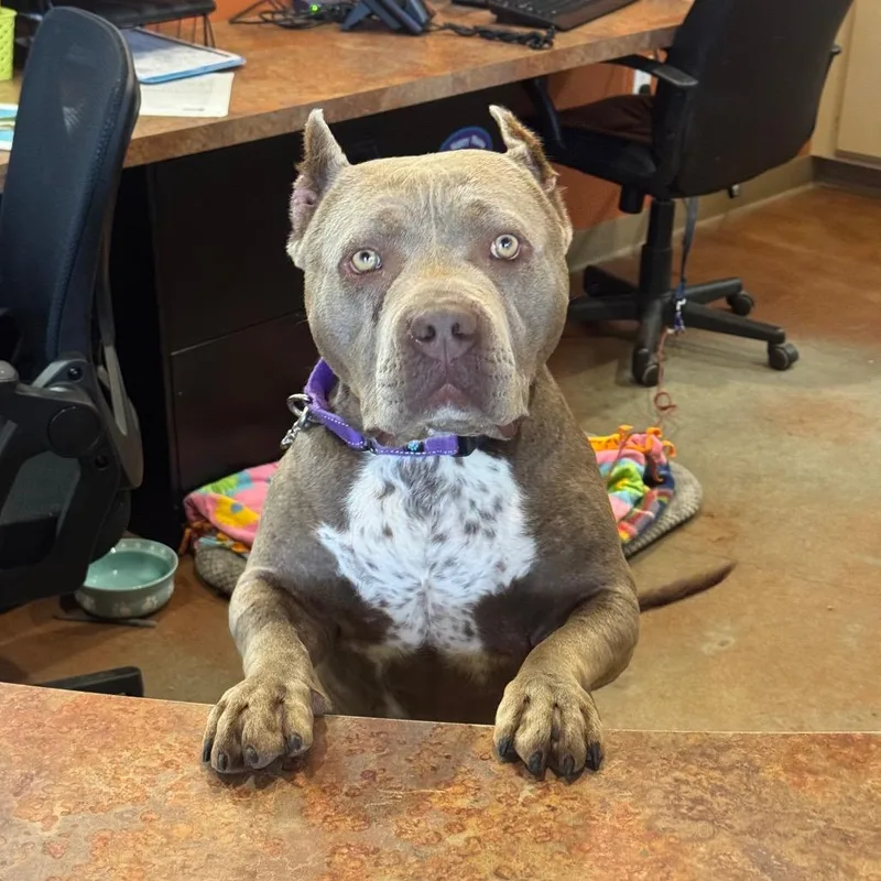 An adult large-sized female Gray / Blue / Silver Pit Bull Terrier dog named Riley for adoption in Santa Barbara, CA